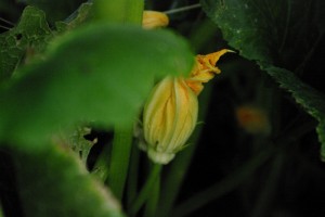 Floare de dovlecel