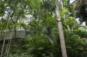 Vegetatie tropicala