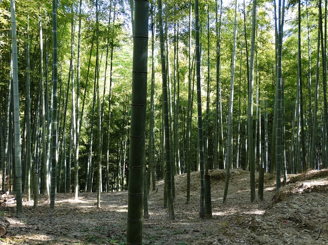 Kyoto - linistea unei paduri de bambus