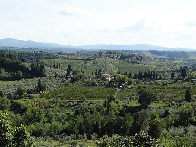 Toscana - Maslini, vita-de-vie, chiparosi...