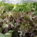 Cum se cultiva salata